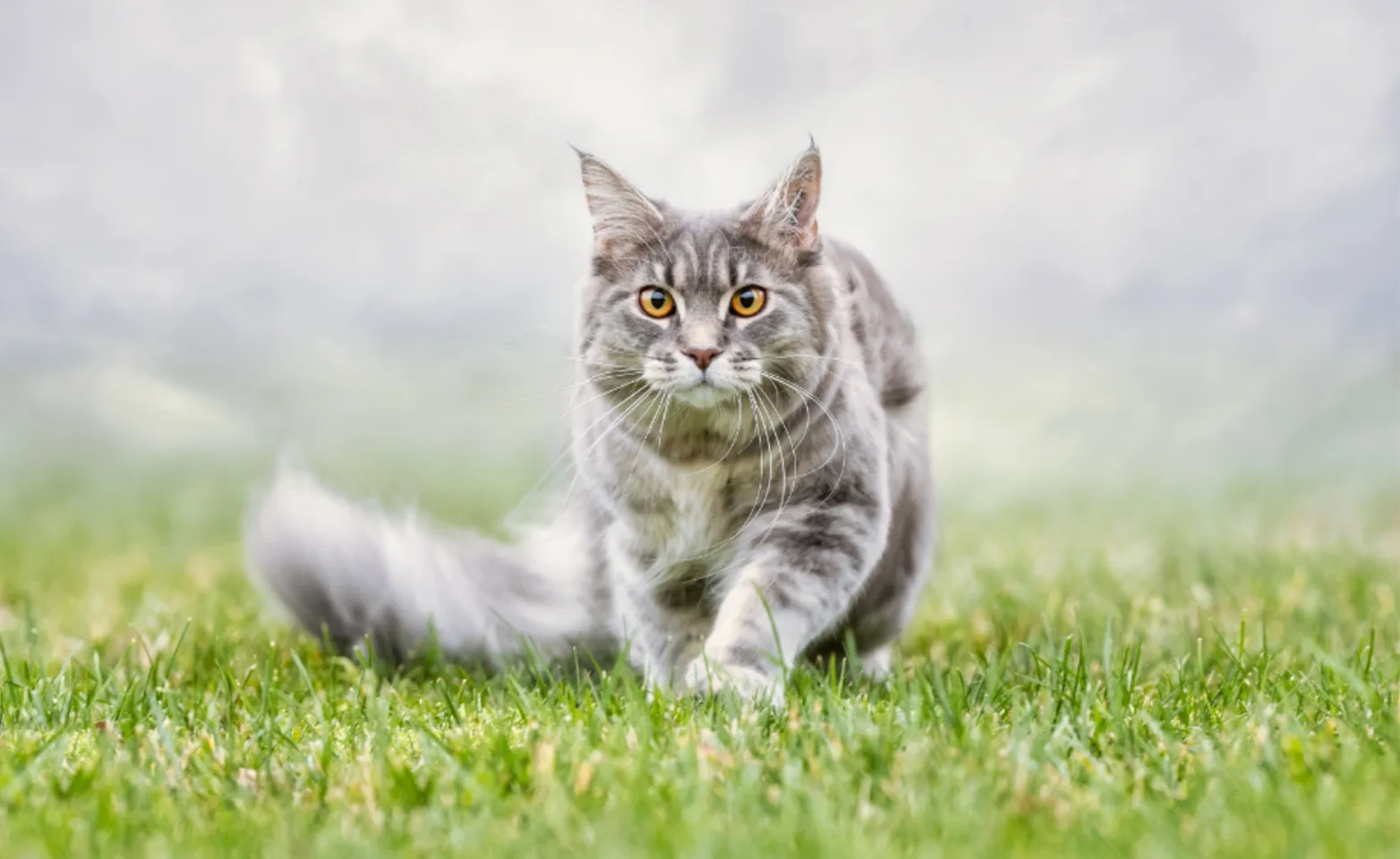 Gray Cat Walking Through Grass & Fog